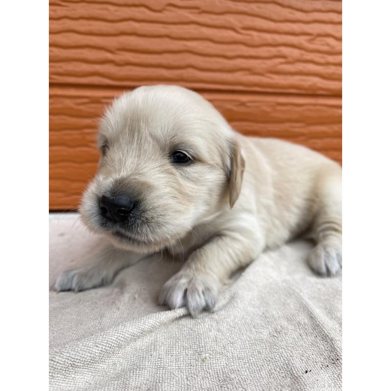 販売中の茨城県のゴールデンレトリーバー-435602の16枚目