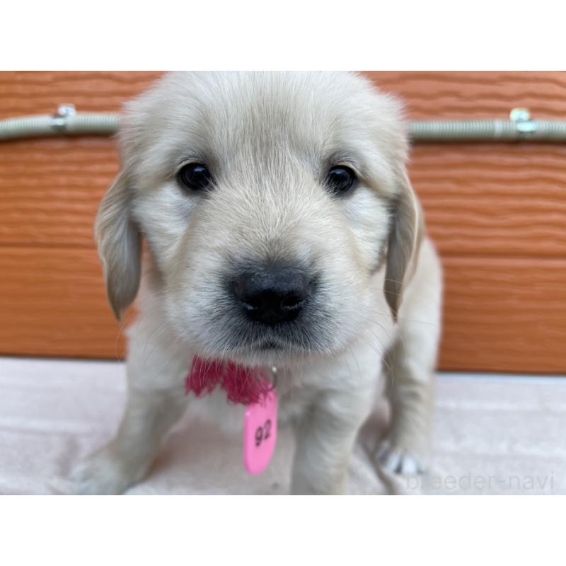 販売中の茨城県のゴールデンレトリーバー-435602の15枚目