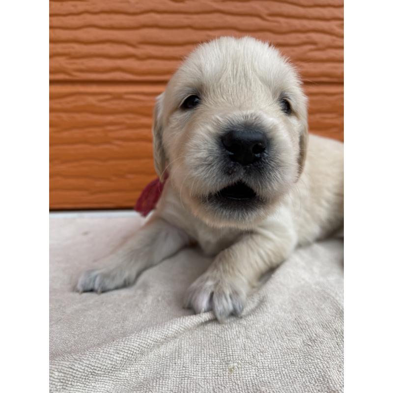 販売中の茨城県のゴールデンレトリーバー-435602の14枚目