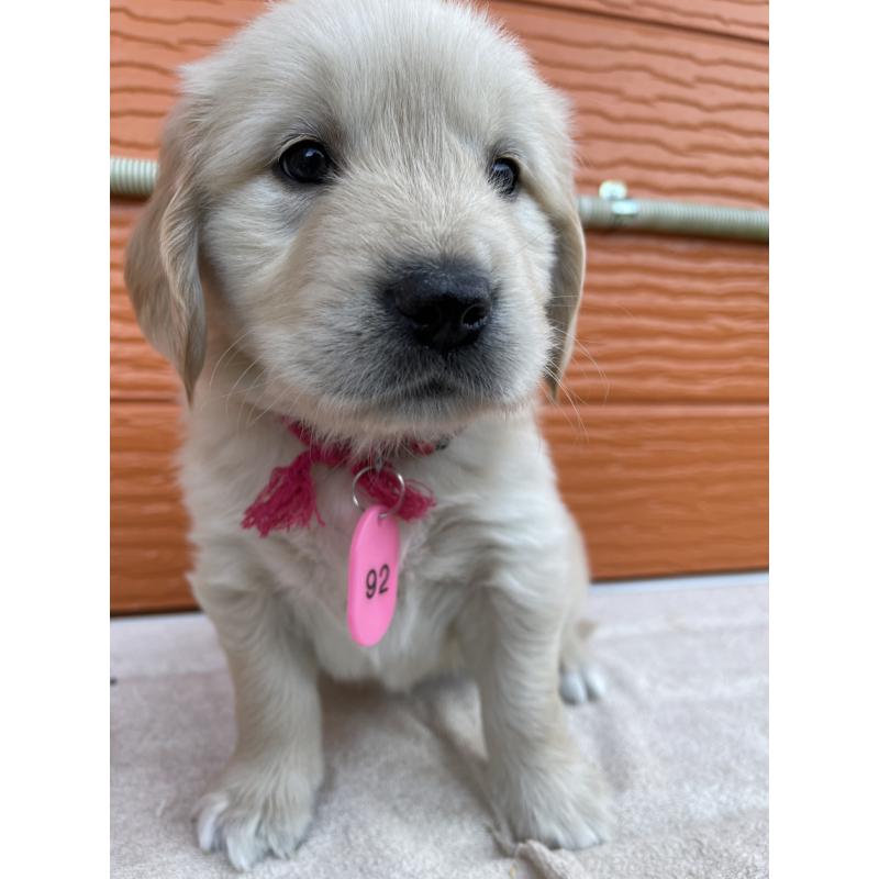 販売中の茨城県のゴールデンレトリーバー-435602の13枚目