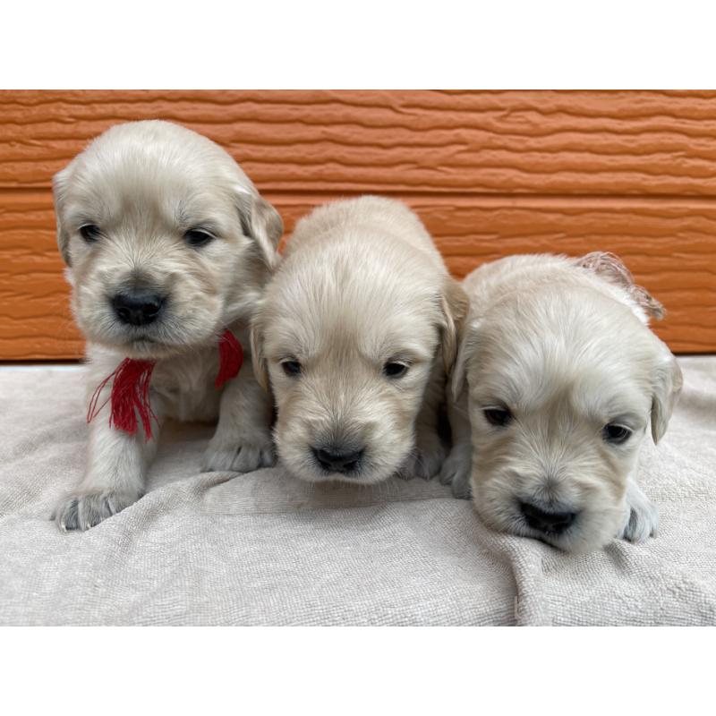 販売中の茨城県のゴールデンレトリーバー-435602の12枚目