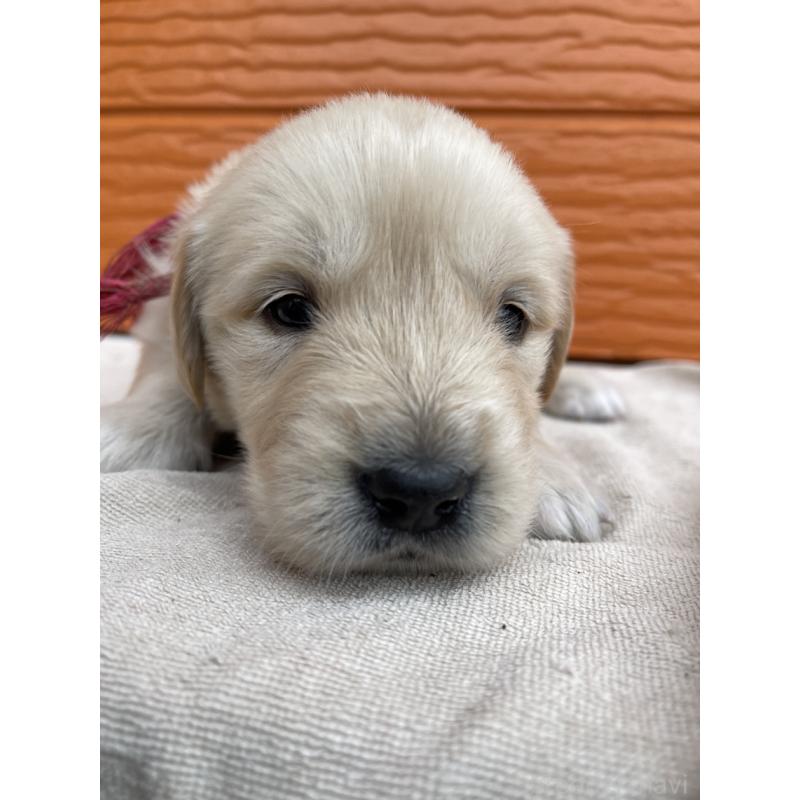 販売中の茨城県のゴールデンレトリーバー-435602の10枚目