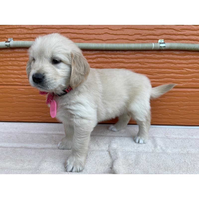 販売中の茨城県のゴールデンレトリーバー-435602の9枚目