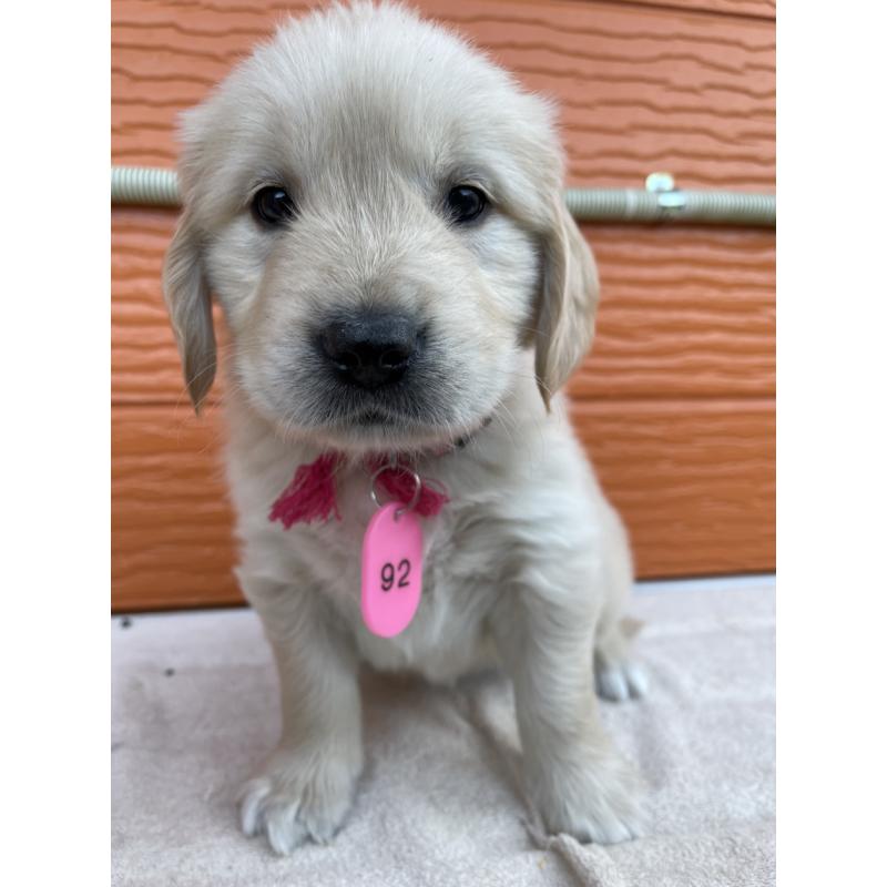 販売中の茨城県のゴールデンレトリーバー-435602の6枚目