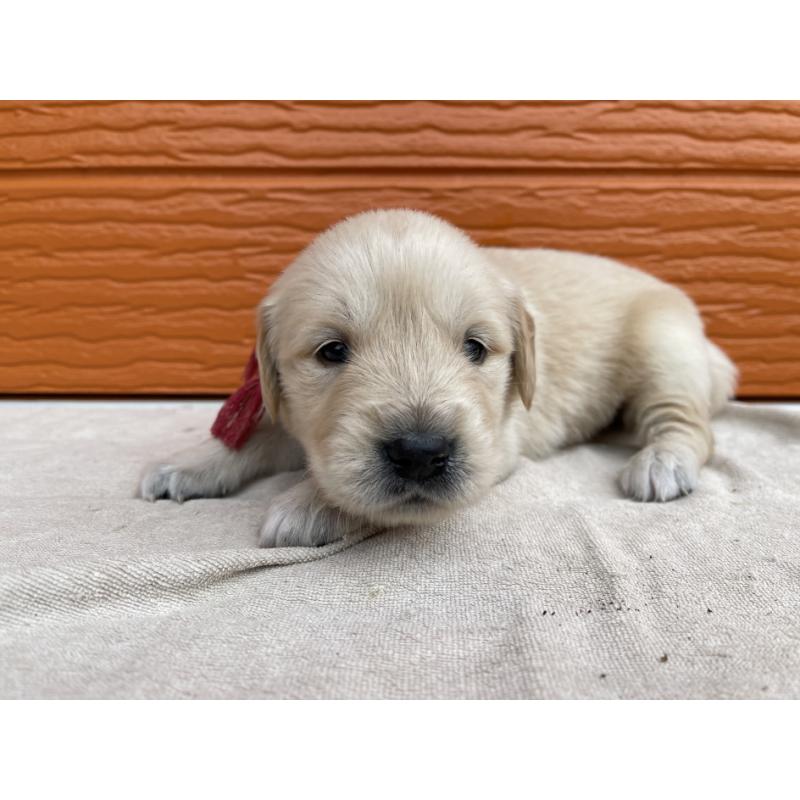 販売中の茨城県のゴールデンレトリーバー-435602の5枚目