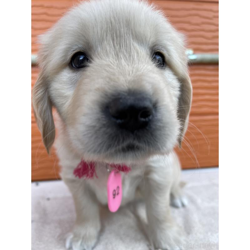 販売中の茨城県のゴールデンレトリーバー-435602の3枚目