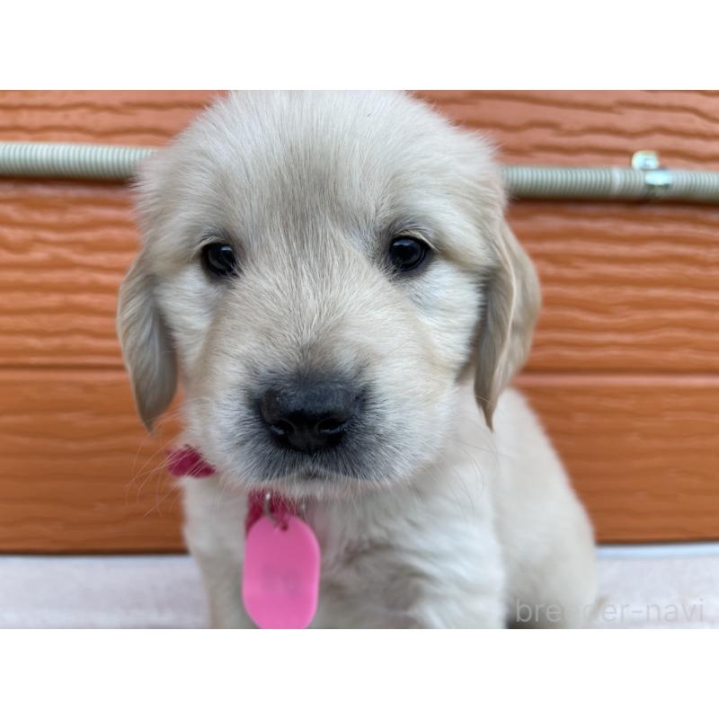 販売中の茨城県のゴールデンレトリーバー-435602の2枚目