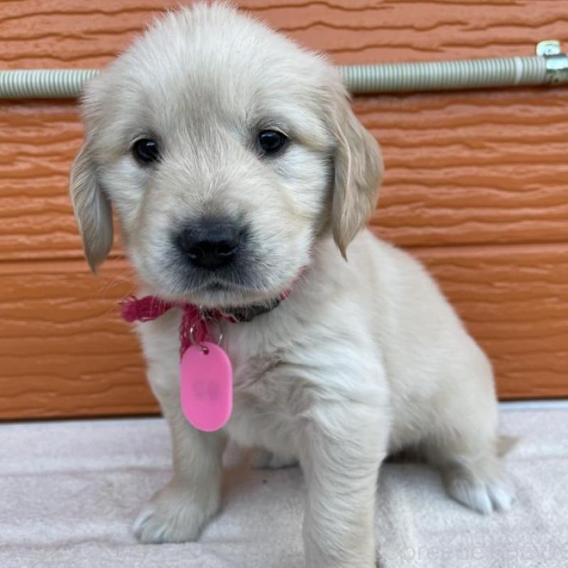 販売中の茨城県のゴールデンレトリーバー-435602の1枚目