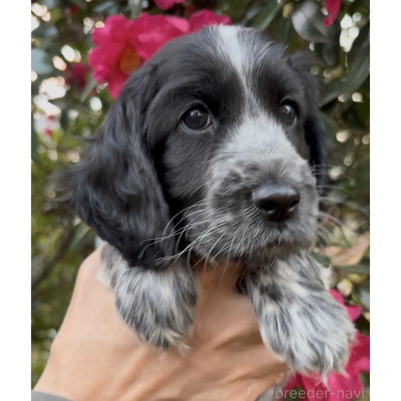 成約済の佐賀県のイングリッシュコッカースパニエル-427864の1枚目