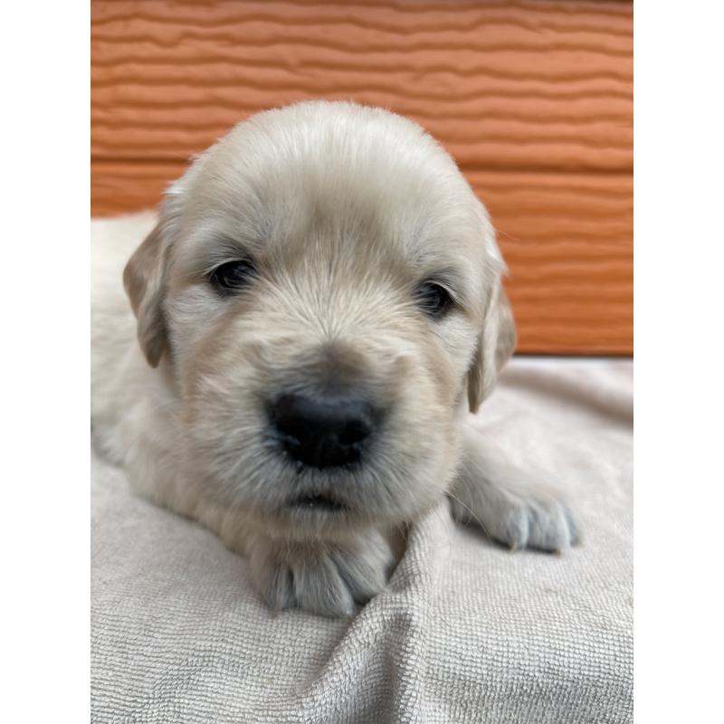 販売中の茨城県のゴールデンレトリーバー-435603の16枚目