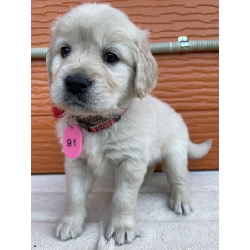 販売中の茨城県のゴールデンレトリーバー-435603の15枚目