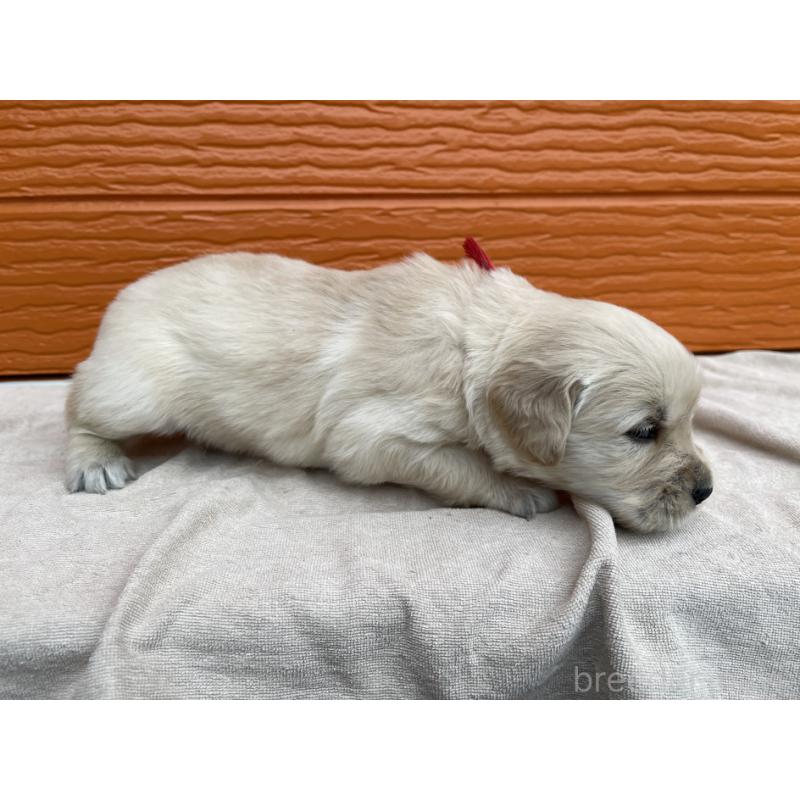 販売中の茨城県のゴールデンレトリーバー-435603の14枚目