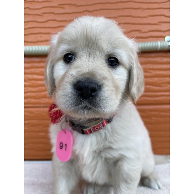 販売中の茨城県のゴールデンレトリーバー-435603の11枚目