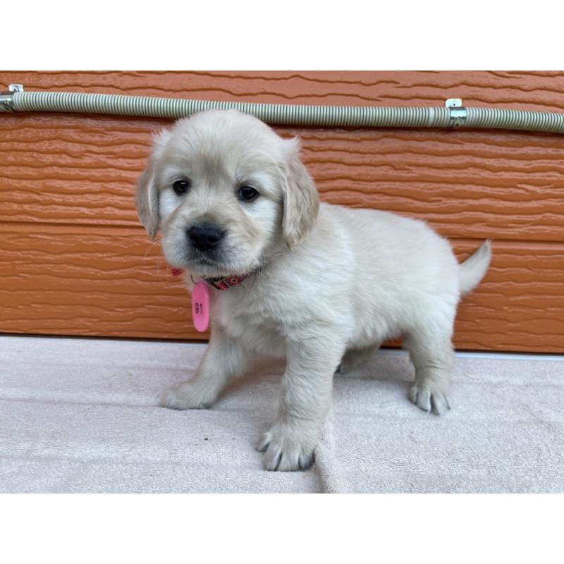 販売中の茨城県のゴールデンレトリーバー-435603の8枚目