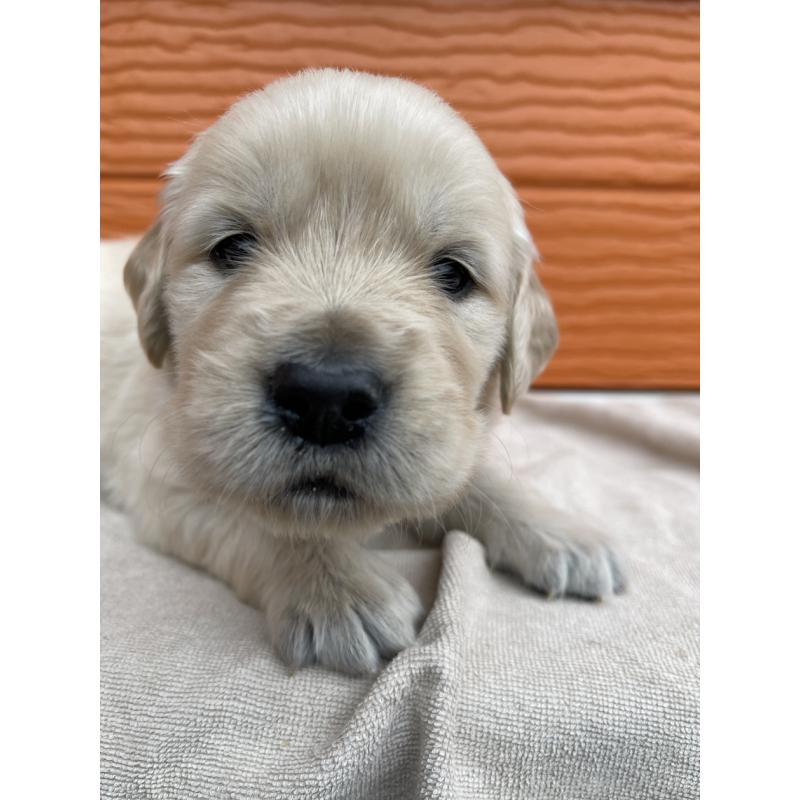 販売中の茨城県のゴールデンレトリーバー-435603の7枚目