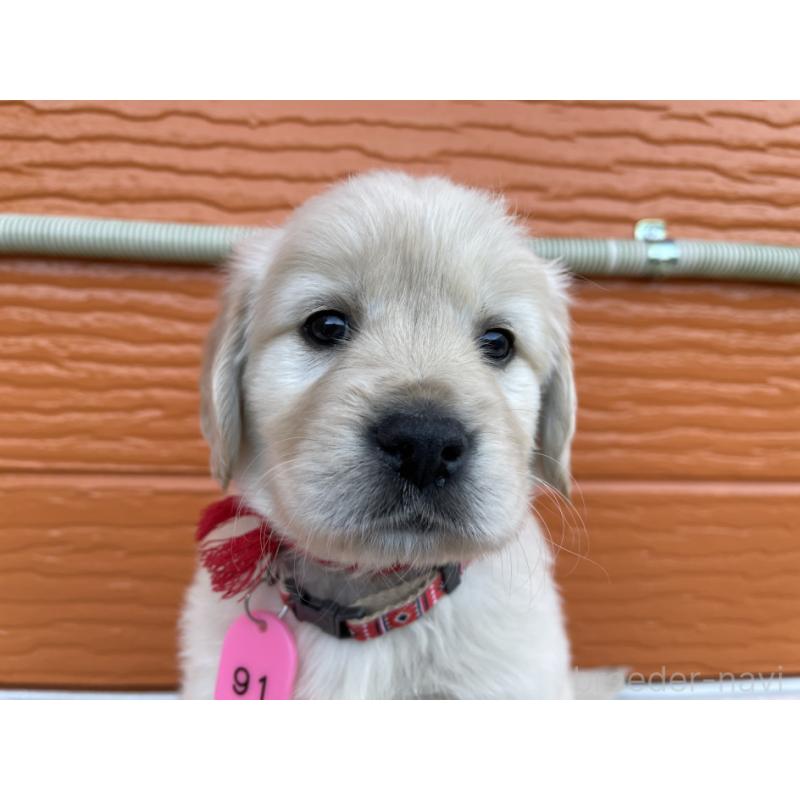 販売中の茨城県のゴールデンレトリーバー-435603の6枚目