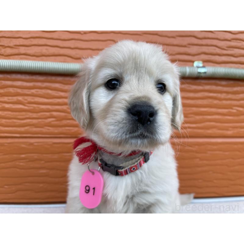 販売中の茨城県のゴールデンレトリーバー-435603の5枚目