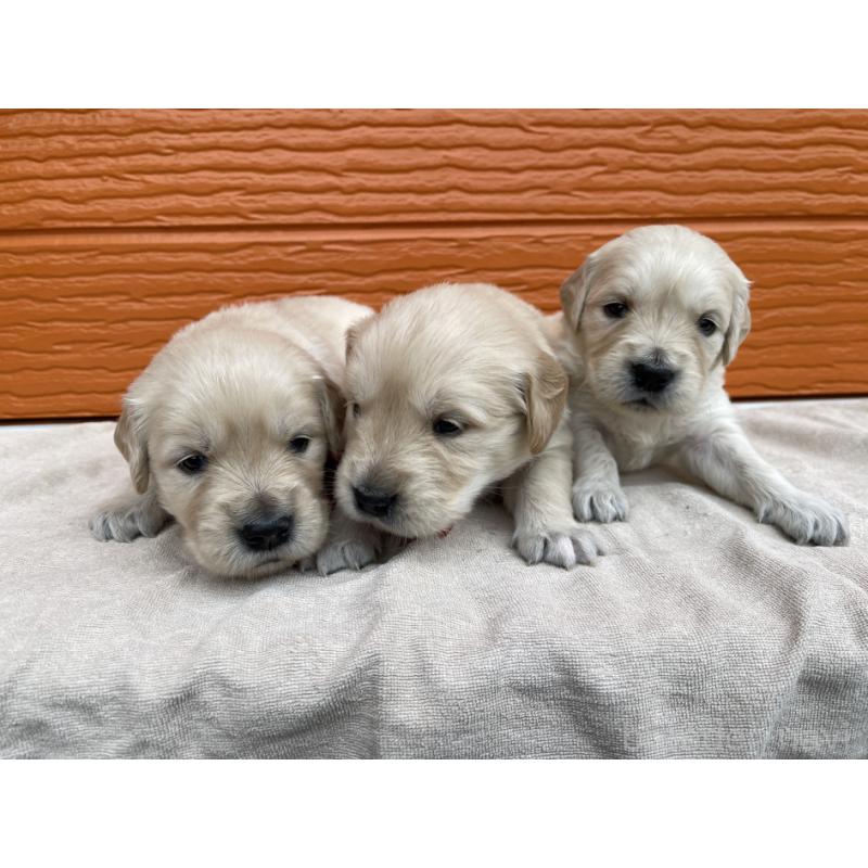 販売中の茨城県のゴールデンレトリーバー-435603の2枚目