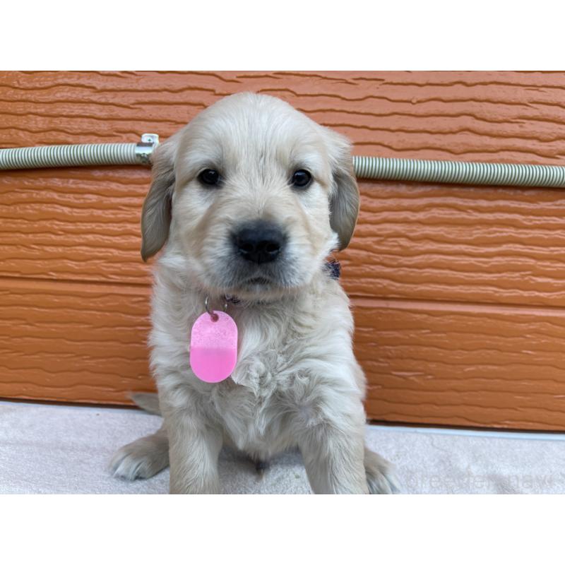 販売中の茨城県のゴールデンレトリーバー-435604の16枚目