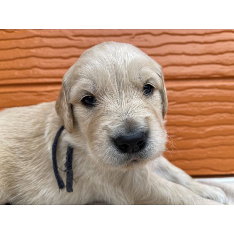 販売中の茨城県のゴールデンレトリーバー-435604の14枚目