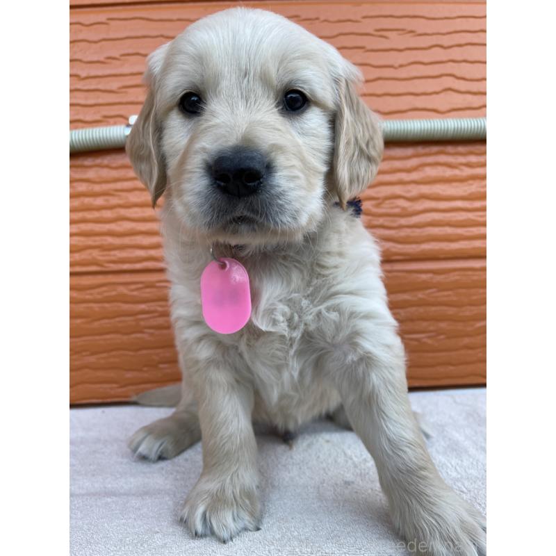 販売中の茨城県のゴールデンレトリーバー-435604の9枚目