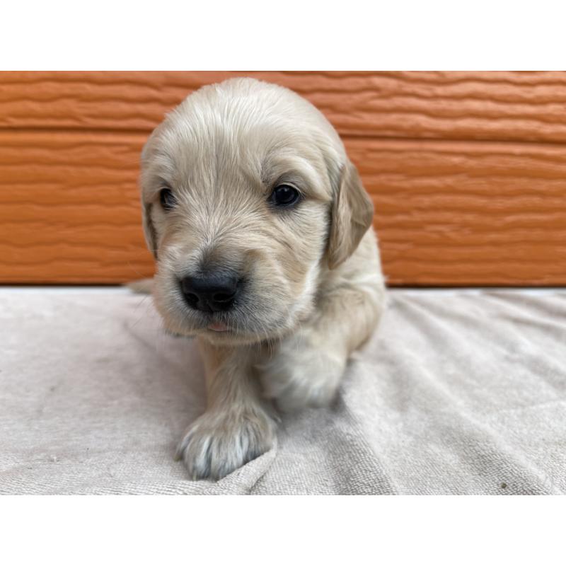 販売中の茨城県のゴールデンレトリーバー-435604の6枚目