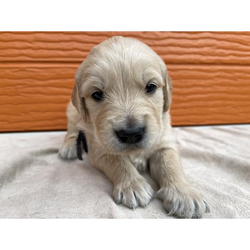 販売中の茨城県のゴールデンレトリーバー-435604の4枚目