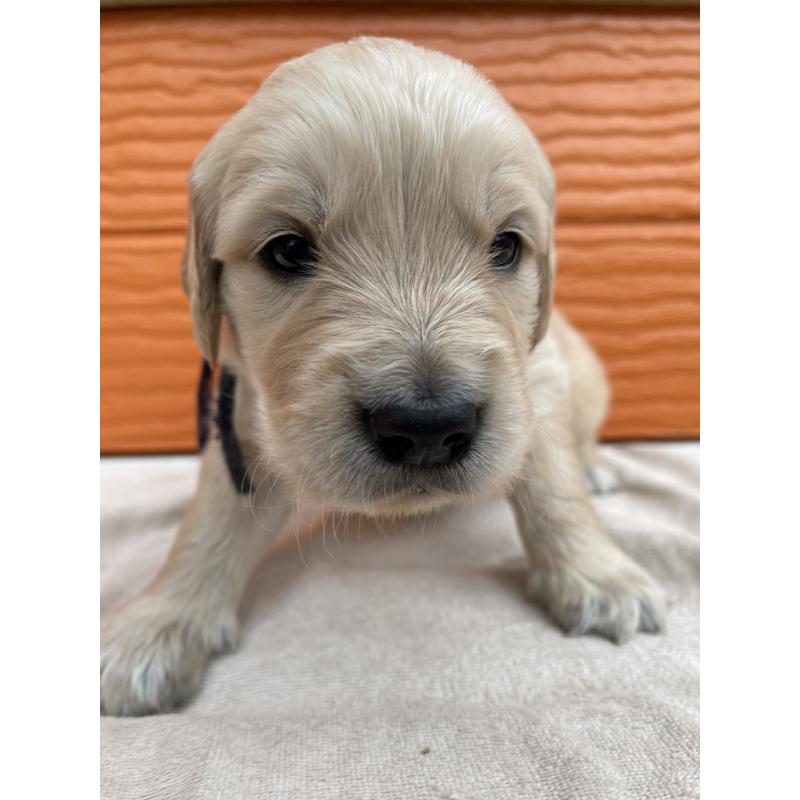 販売中の茨城県のゴールデンレトリーバー-435604の5枚目