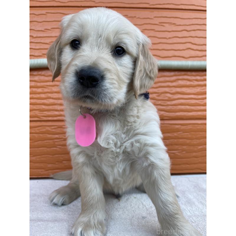 販売中の茨城県のゴールデンレトリーバー-435604の3枚目