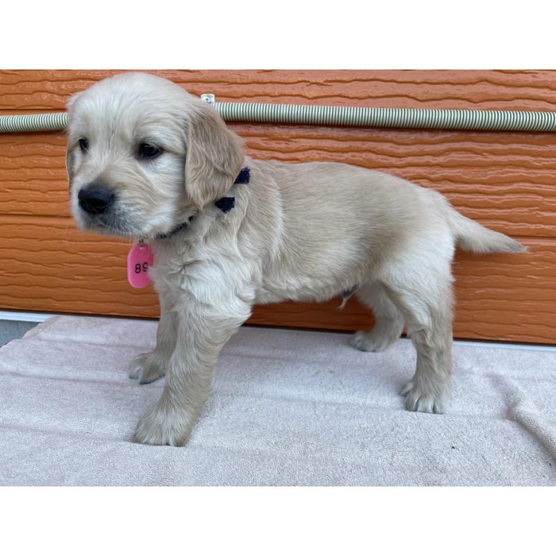 販売中の茨城県のゴールデンレトリーバー-435604の2枚目