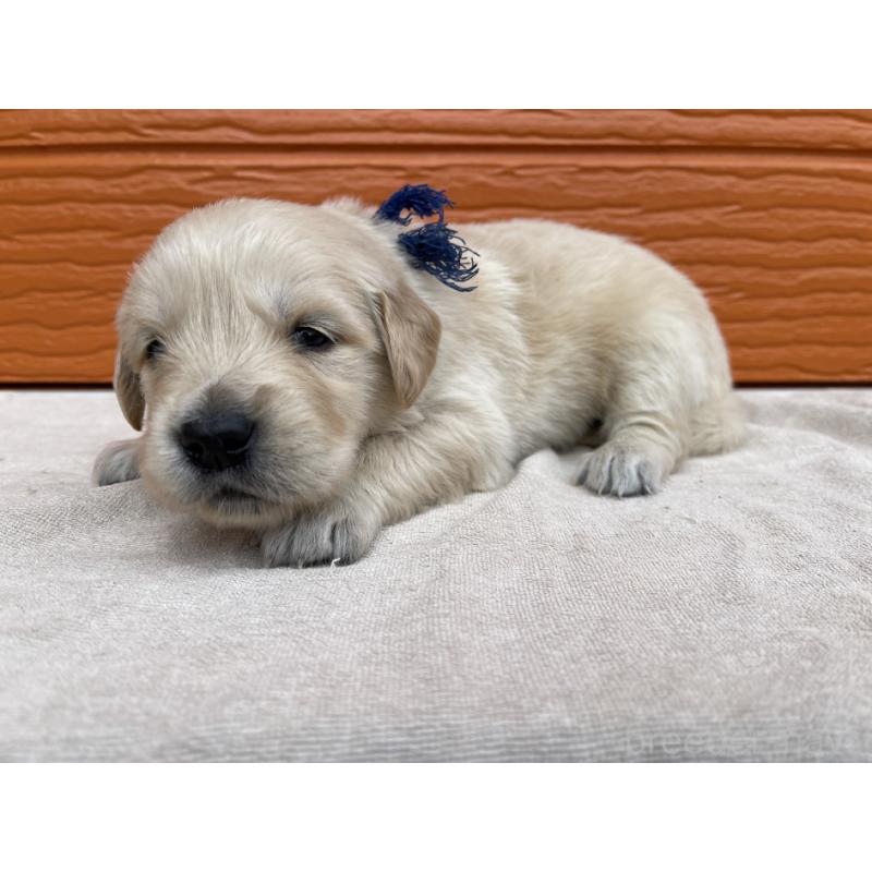 販売中の茨城県のゴールデンレトリーバー-435605の17枚目