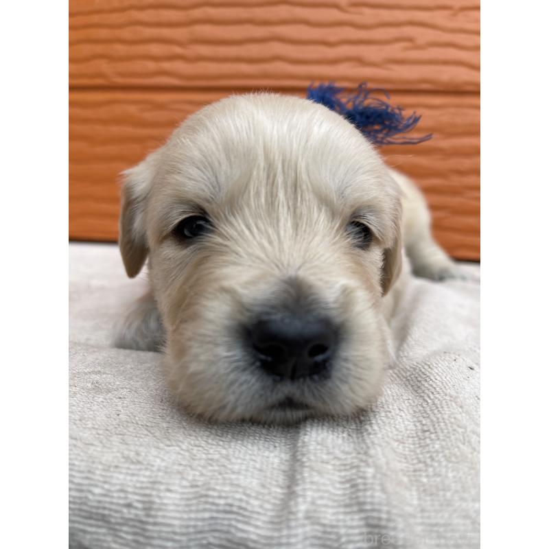 販売中の茨城県のゴールデンレトリーバー-435605の16枚目