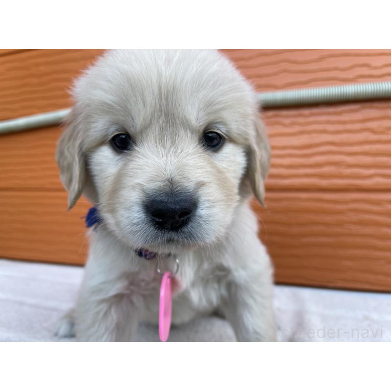 販売中の茨城県のゴールデンレトリーバー-435605の14枚目