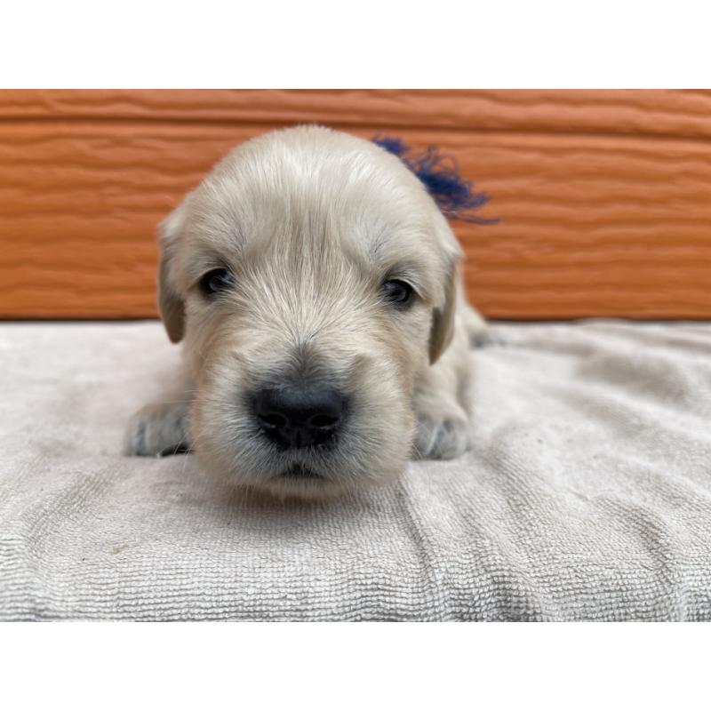 販売中の茨城県のゴールデンレトリーバー-435605の13枚目