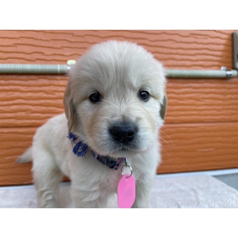 販売中の茨城県のゴールデンレトリーバー-435605の12枚目