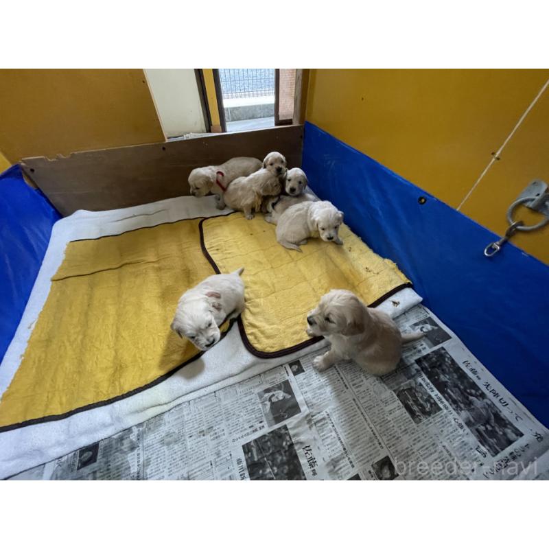 販売中の茨城県のゴールデンレトリーバー-435605の11枚目