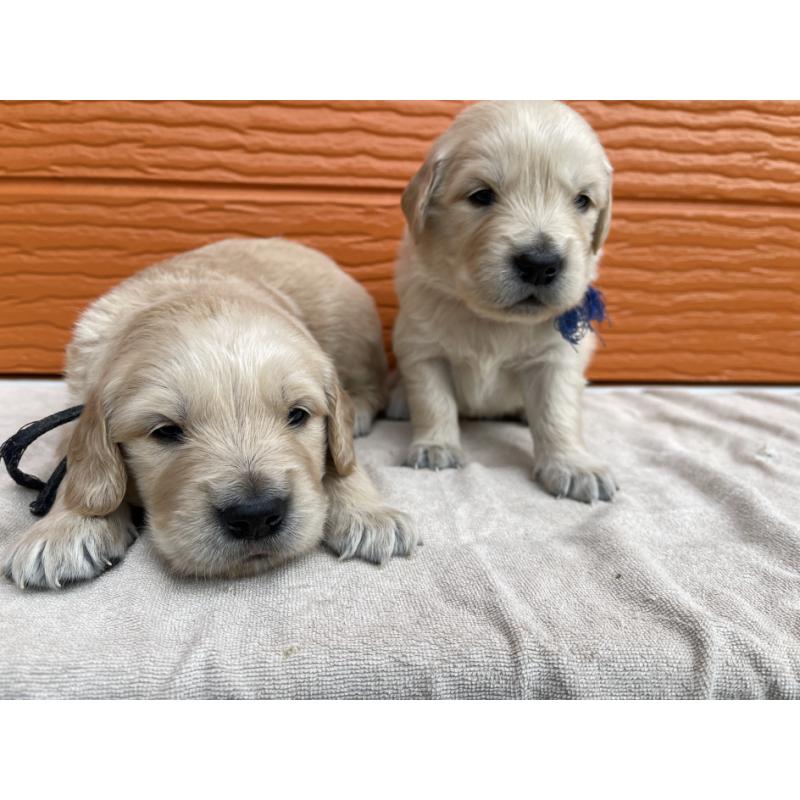 販売中の茨城県のゴールデンレトリーバー-435605の10枚目