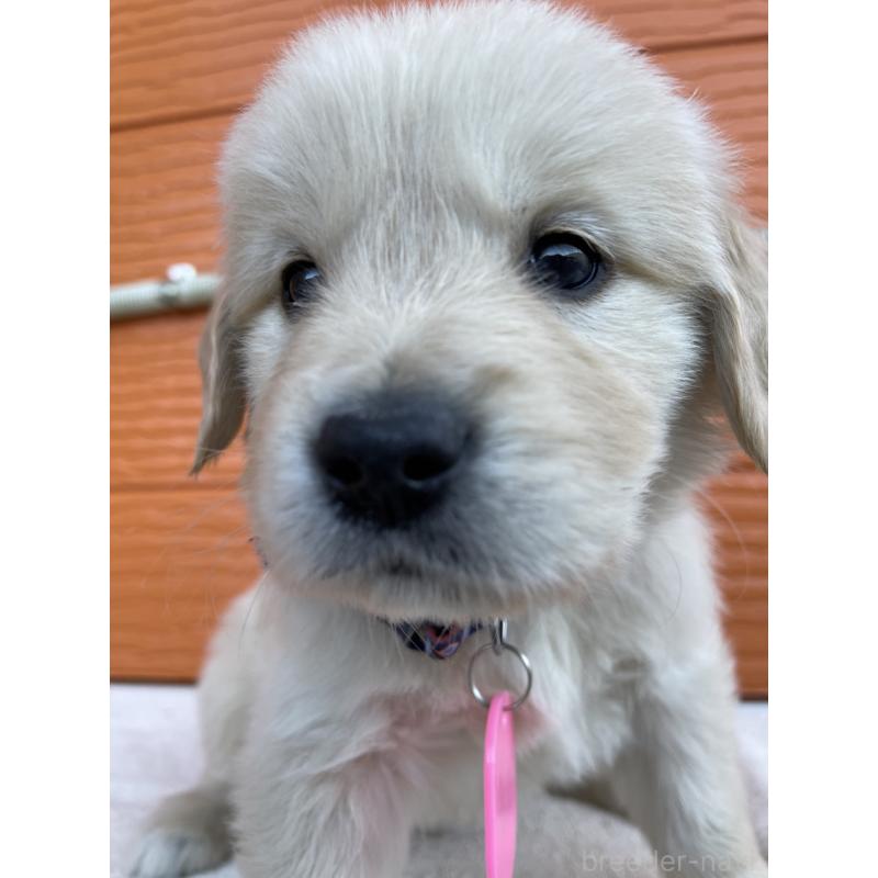 販売中の茨城県のゴールデンレトリーバー-435605の8枚目