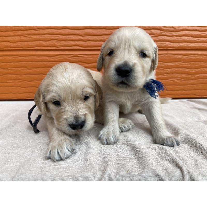 販売中の茨城県のゴールデンレトリーバー-435605の7枚目