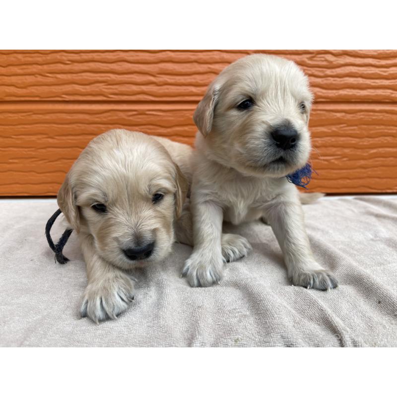 販売中の茨城県のゴールデンレトリーバー-435605の6枚目