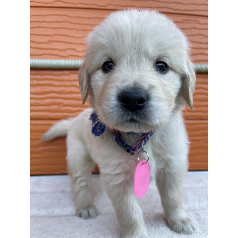 販売中の茨城県のゴールデンレトリーバー-435605の5枚目