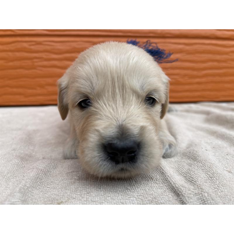 販売中の茨城県のゴールデンレトリーバー-435605の4枚目