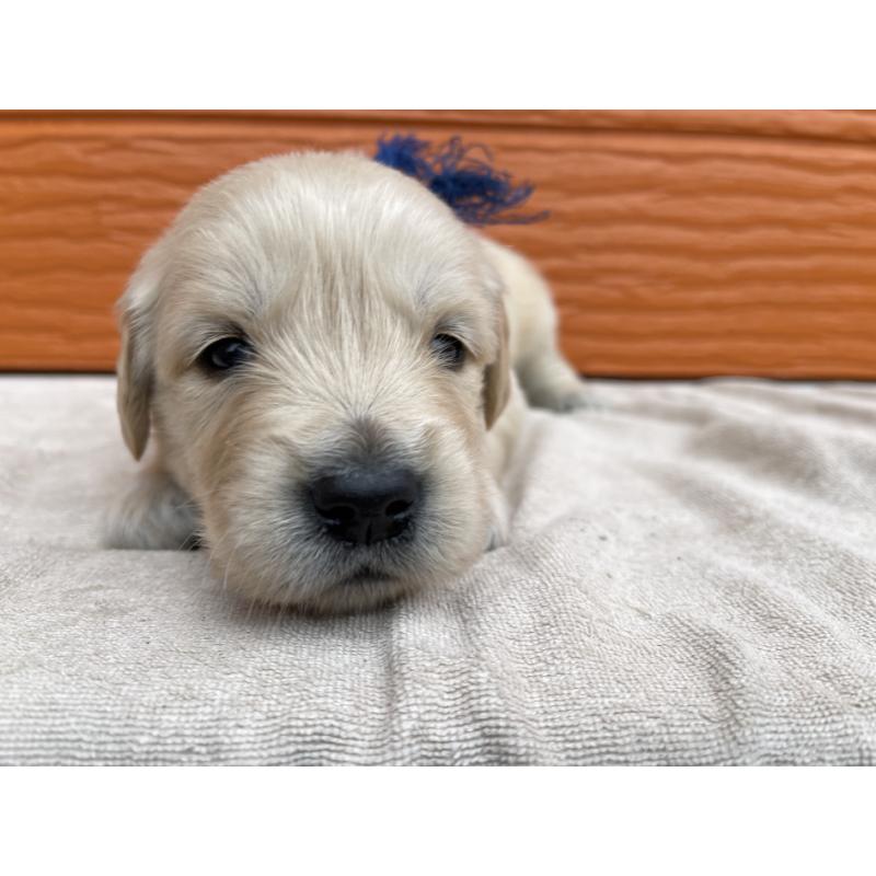 販売中の茨城県のゴールデンレトリーバー-435605の3枚目