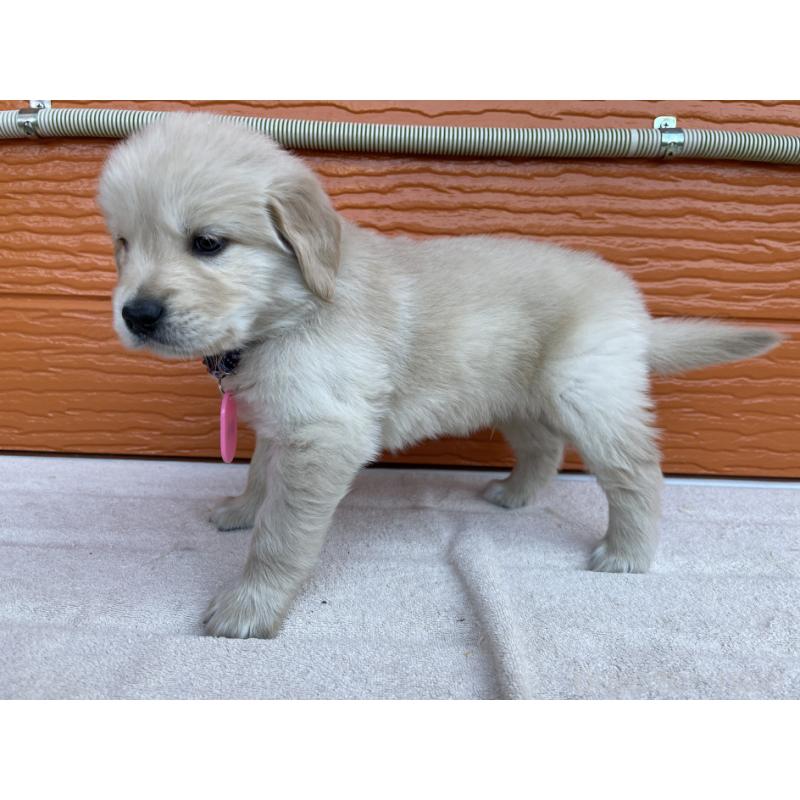 販売中の茨城県のゴールデンレトリーバー-435605の2枚目