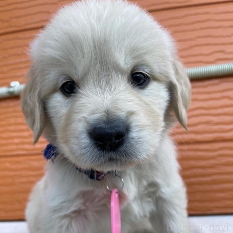 販売中の茨城県のゴールデンレトリーバー-435605