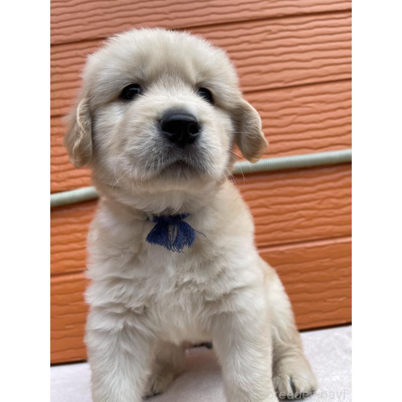 販売中の茨城県のゴールデンレトリーバー-435607の35枚目