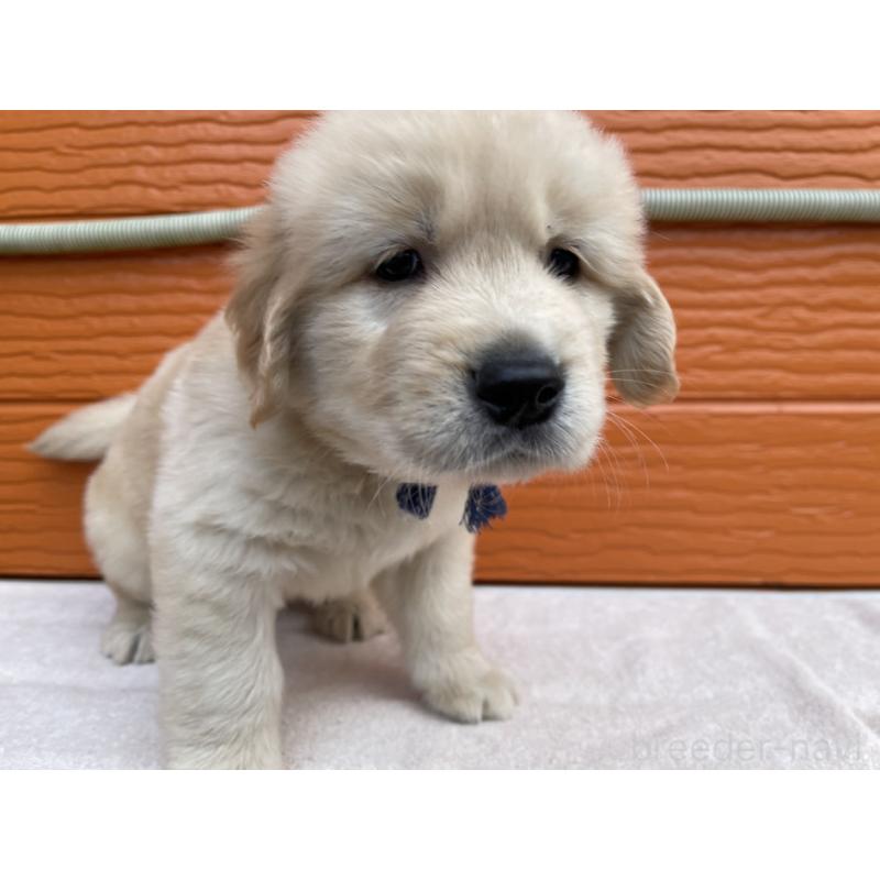 販売中の茨城県のゴールデンレトリーバー-435607の33枚目