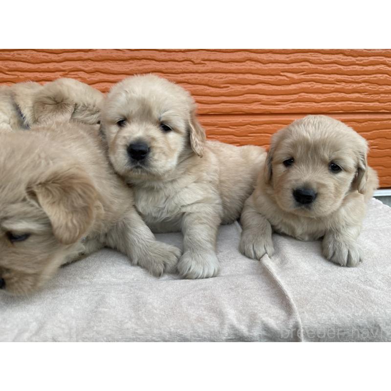 販売中の茨城県のゴールデンレトリーバー-435607の32枚目