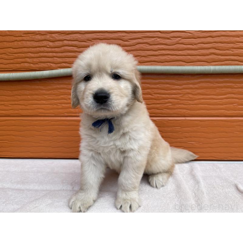 販売中の茨城県のゴールデンレトリーバー-435607の31枚目