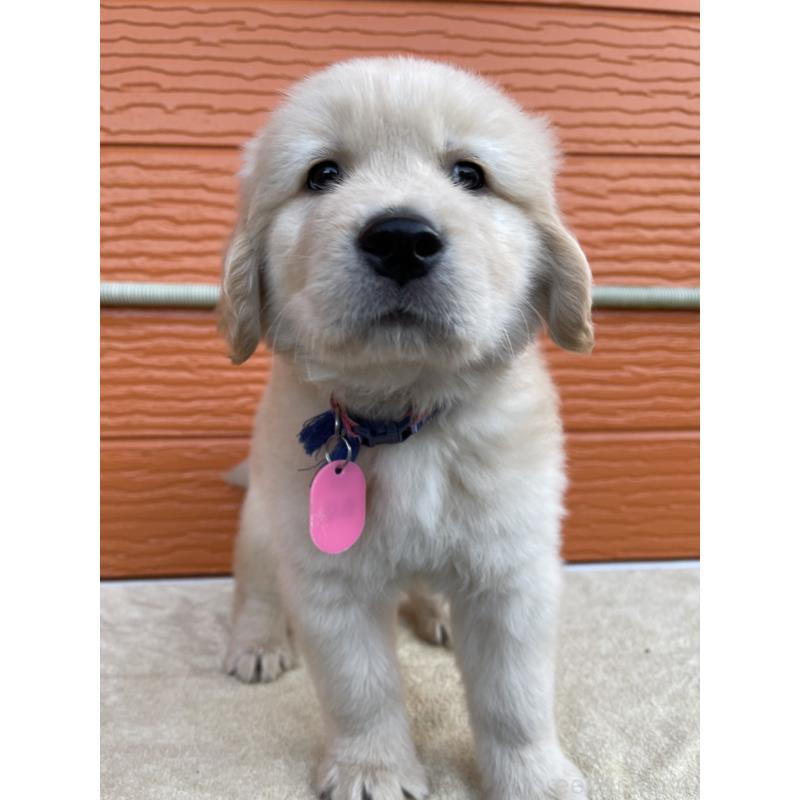 販売中の茨城県のゴールデンレトリーバー-435607の29枚目